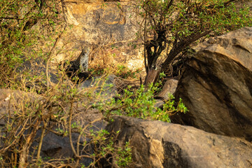 Leopard cub sits on rock watching camera