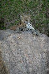 Leopard lies beside cub on shady boulder