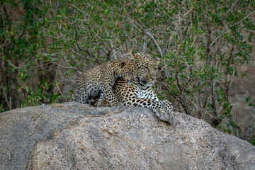 Fototapeta na wymiar Leopard cub walks past mother on boulder