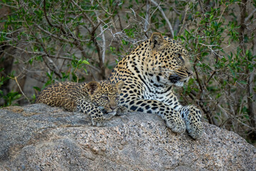 Leopard lies beside cub on shady rock