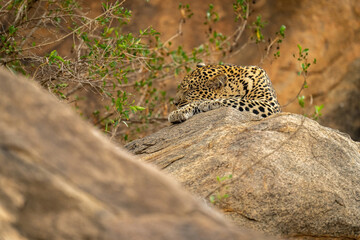 Leopard lies asleep on rock near bushes