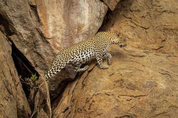 Leopard leaves cave and climbs rocky outcrop