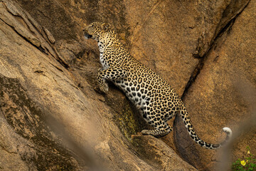Leopard jumps up steep rockface lifting forepaw