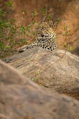 Leopard lies atop rock with bushes nearby