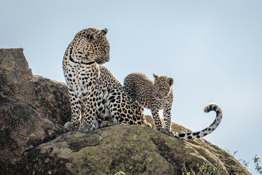 Leopard cub walks round mother on rock