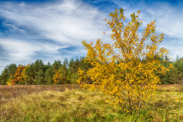 Fototapeta premium Landscape autumn with colourful trees, autumn Poland, Europe and amazing blue sky with clouds, sunny day