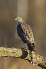 Birds of prey Sparrowhawk Accipiter nisus, hunting time bird sitting on the branch, Poland Europe