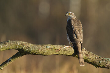 Birds of prey Sparrowhawk Accipiter nisus, hunting time bird sitting on the branch, Poland Europe