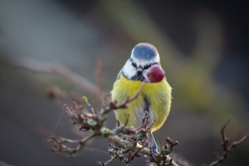 Blue tit