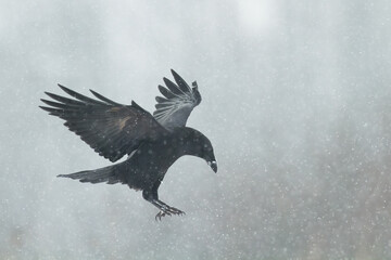 flying Bird beautiful raven Corvus corax North Poland Europe