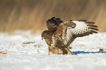 landing Common buzzard Buteo buteo in the fields in winter snow, buzzards in natural habitat, hawk...