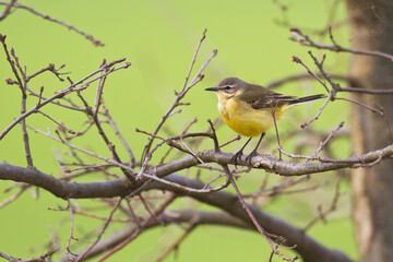 Obraz premium Small bird Yellow Wagtail sitting on tree male Motacilla flava