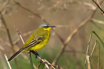 Obraz premium Small bird Yellow Wagtail sitting on tree male Motacilla flava