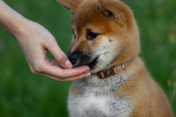 Feeding a cute Shiba Inu puppy. Part of the body - a woman's hand. Green background