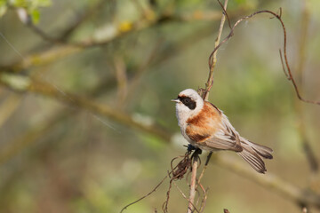 Bird Remiz pendulinus Penduline Tit perched on tree Poland Europe