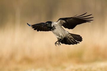 Bird - Hooded crow Corvus cornix in amazing warm background Poland Europe