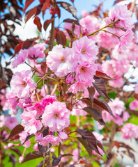 Spring day. Cherry blossom. Many pink flowers