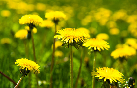 Field flowers. Yellow dandelions in sunny spring day
