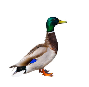 Birds. The mallard or wild duck (Anas platyrhynchos). A drake (male), isolated on white background