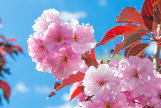 Spring day. Cherry bloom. Pink flowers against blue sky background