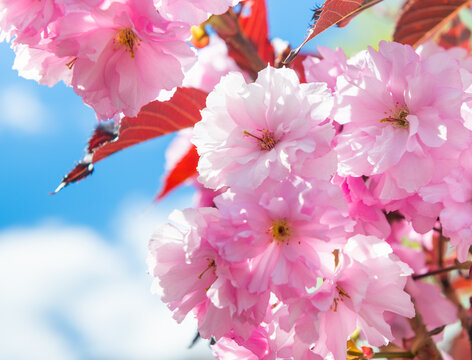 Spring day. Cherry bloom. Pink flowers against blue sky background, close up