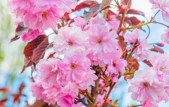 Spring day. Cherry blooming. Pink flowers