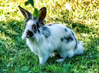 A white rabbit with spots lies on the green grass. Symbol of the new year...