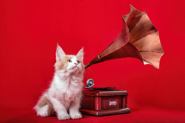 A maine coon kitten sitting at the gramophone on the red background in the studio.