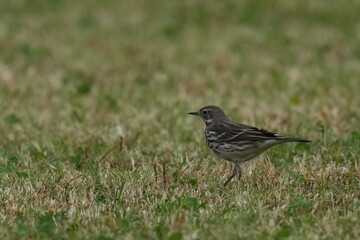 buff bellied pipit in a field