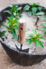 close-up of bell pepper plants and spade in woonden barrel with wheelbarrow in the background in sunny vegetable garden