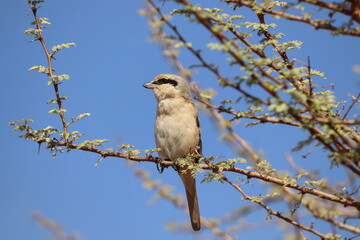 Isabelline shrike bird (Lanius isabellinus) on acacia tree in Aswan 