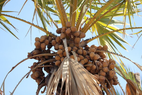 The fruits of Doum palm tree (Hyphaene thebaica) in Aswan 