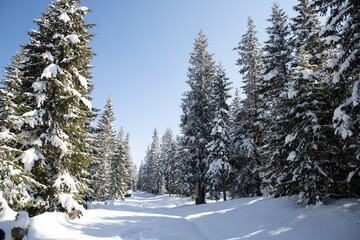 beautiful winter landscape with snowy fir trees