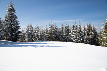 Fototapeta na wymiar beautiful winter landscape with snowy fir trees