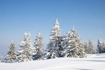 beautiful winter landscape with snowy fir trees