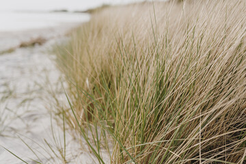 White sand beach with dry beige grass stems
