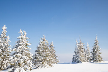 beautiful winter landscape with snowy fir trees