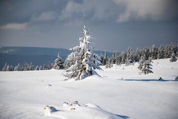 beautiful winter landscape with snowy fir trees