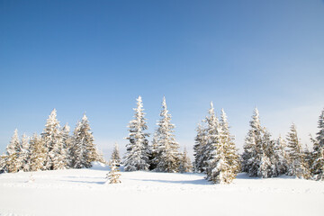 beautiful winter landscape with snowy fir trees