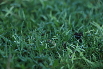Dew on green grass background