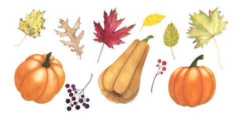 Set Ripe pumpkin, maple, oak, poplar leaves and berries watercolor isolated on white. Hand drawn illustration for design