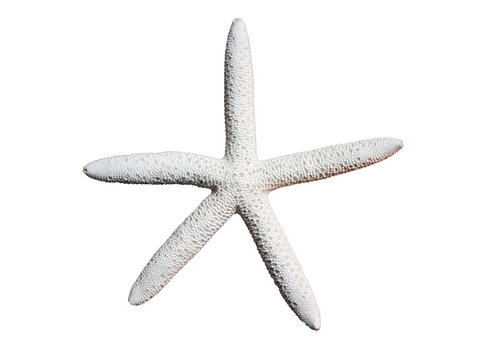 white starfish isolated