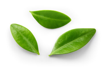 Blueberry leaf isolated. Blueberries top view. Blueberry leaves flat lay on white background with clipping path.