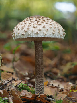 Parasol oder Riesenschirmpilz (Macrolepiota procera)