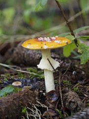 Fliegenpilz (Amanita muscaria)