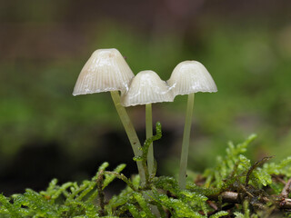 Schwindlinge im Eifelwald 
