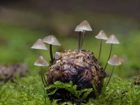 Schwindlinge im Eifelwald auf Fichtenzapfen