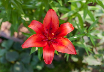 Lily flower close-up on a green background in summer