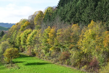 Fototapeta na wymiar Herbstwald in der Eifel