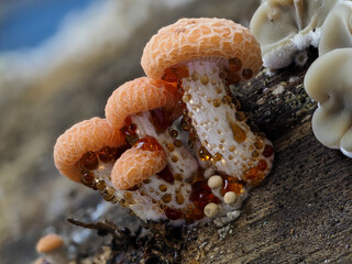 Orangerötlicher Adernseitling (Rhodotus palmatus)